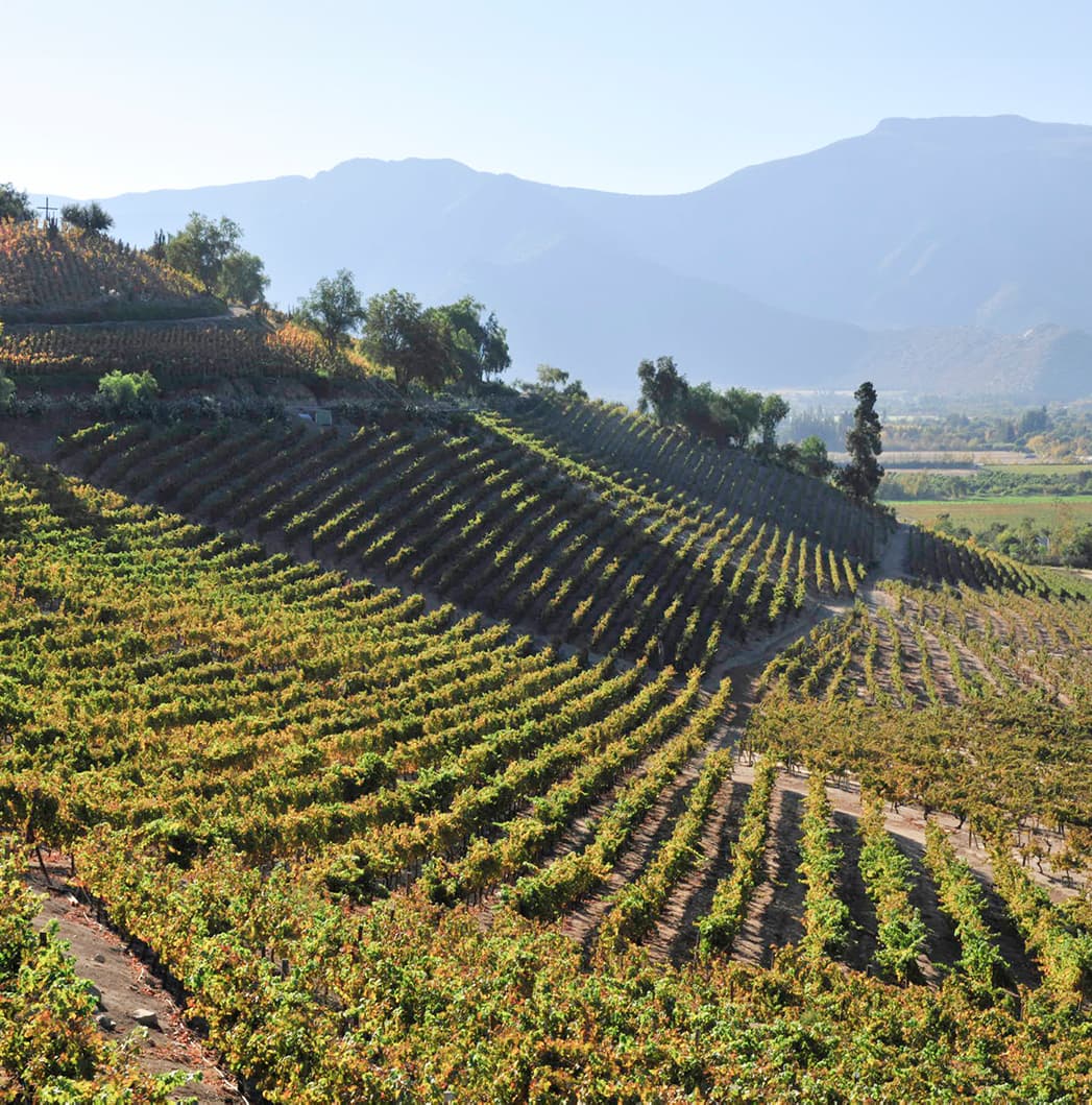 PIONEERS IN PLANTING SYRAH IN CHILE