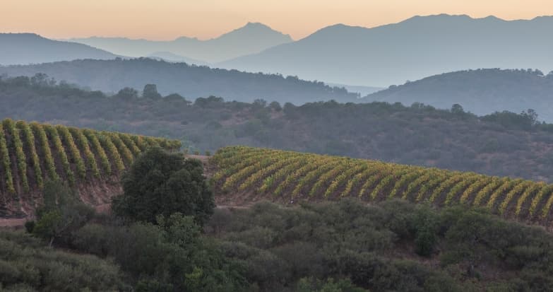 Errázuriz vineyard