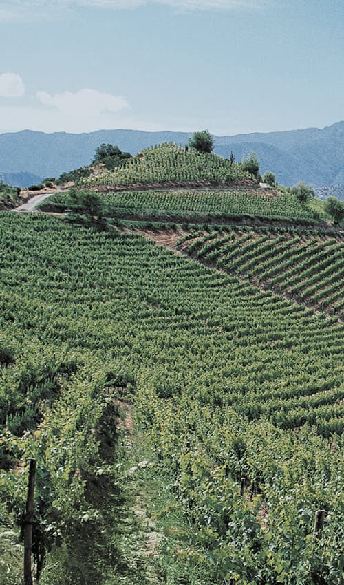 ACONCAGUA VALLEY